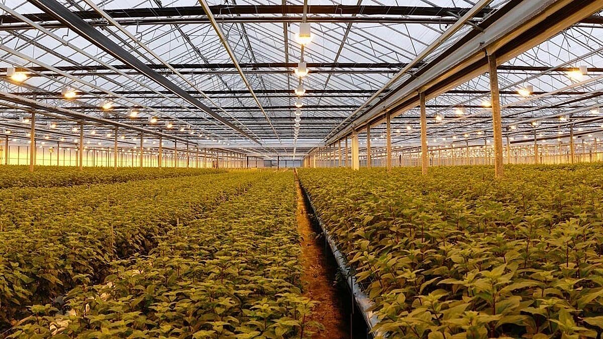 DC growlights