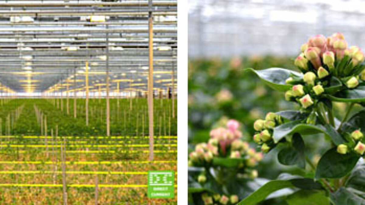 DC=DECENT DC Systems