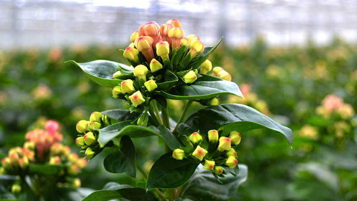 Greenhouse_2